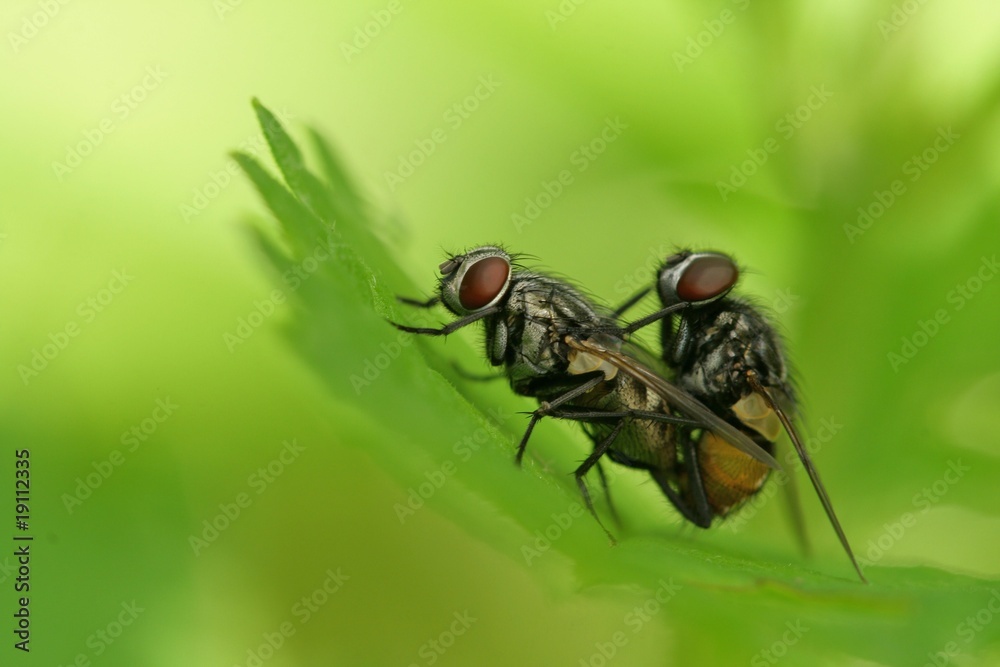 Naklejka premium accouplement mouches