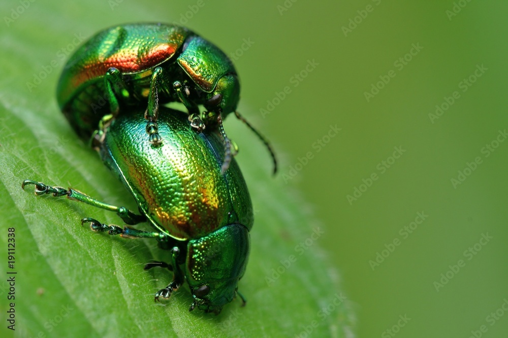 Fototapeta premium accouplement chrysomele coleoptere