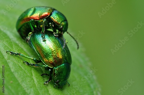 accouplement chrysomele coleoptere