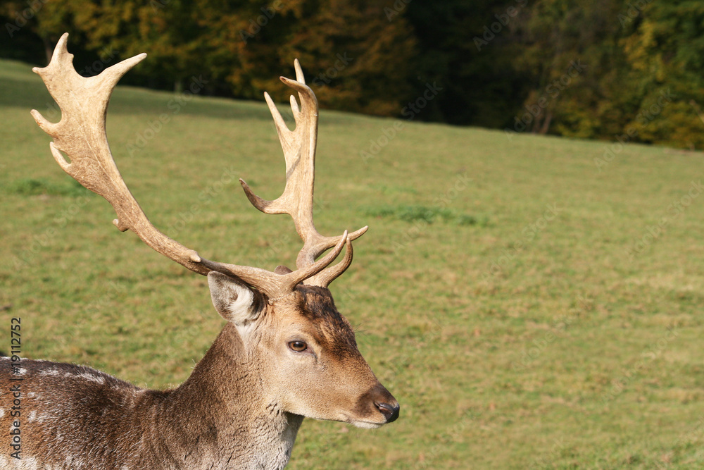 Hirsch Hirsch