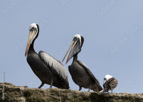 Pelicans and seagull