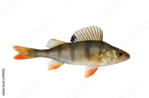 Perch isolated on white background