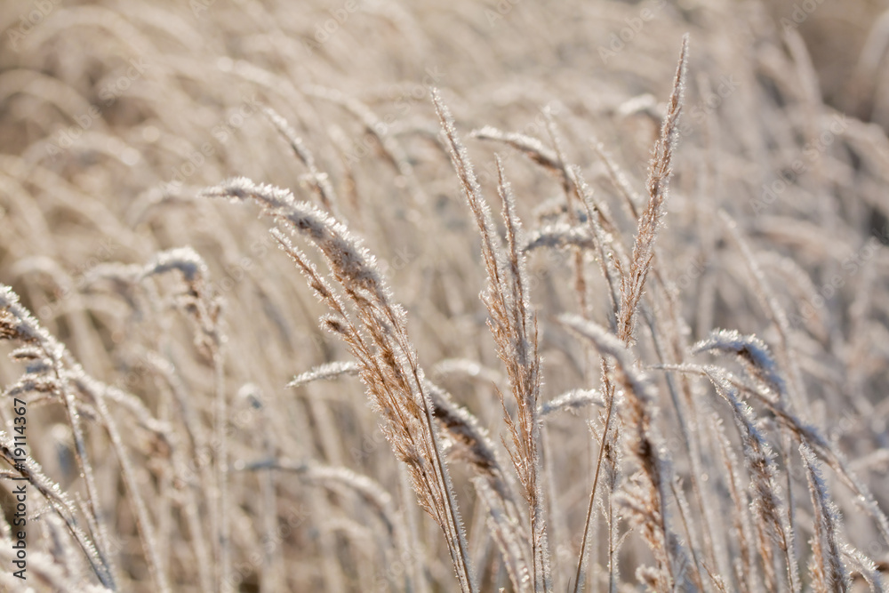 Fototapeta premium Frost grass close up
