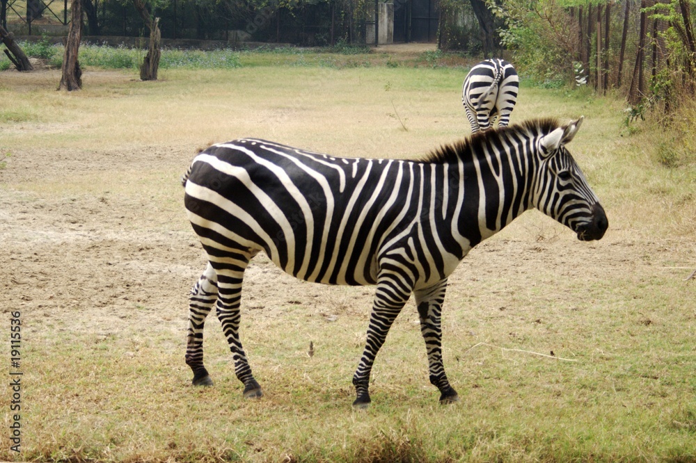 Naklejka premium Zebra