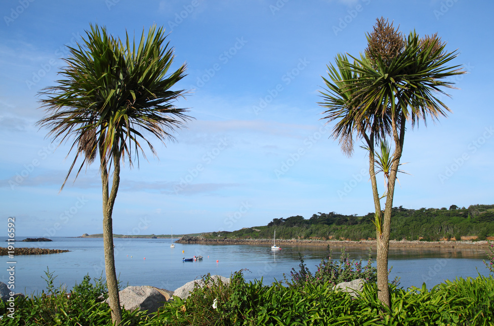 Two palm trees, Porthcressa St. Mary's Isles of Scilly.