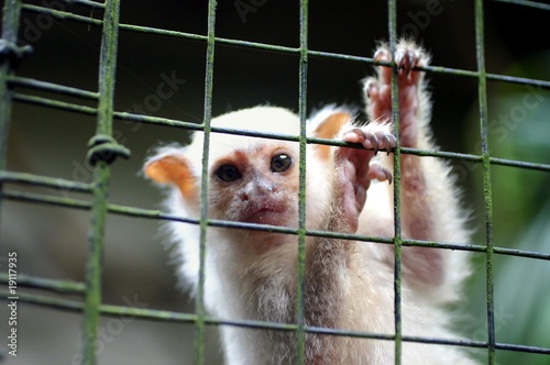 Baby monkey © TravelWorld