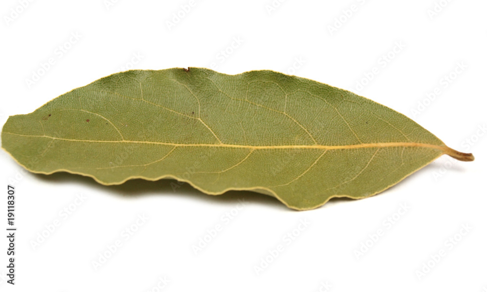 Obraz premium Bay leaf on white background