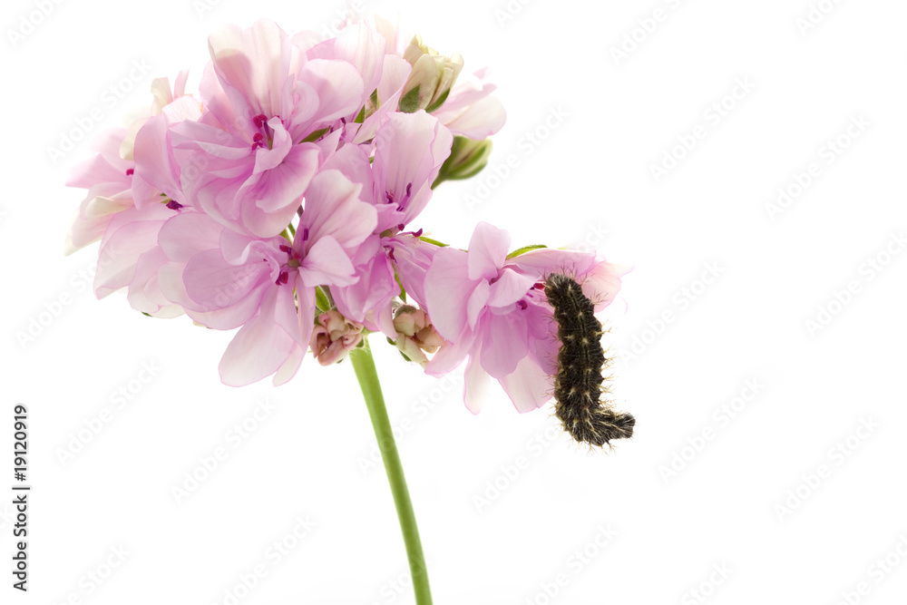 Obraz premium Caterpillar sitting on a flower