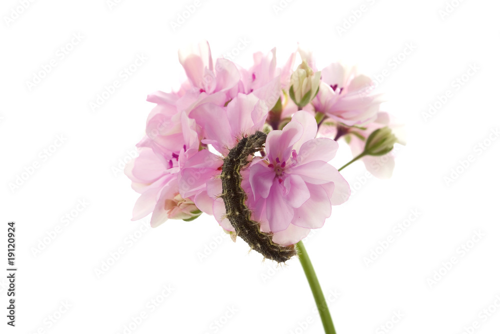 Caterpillar sitting on a flower