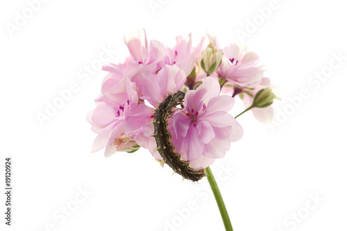 Caterpillar sitting on a flower