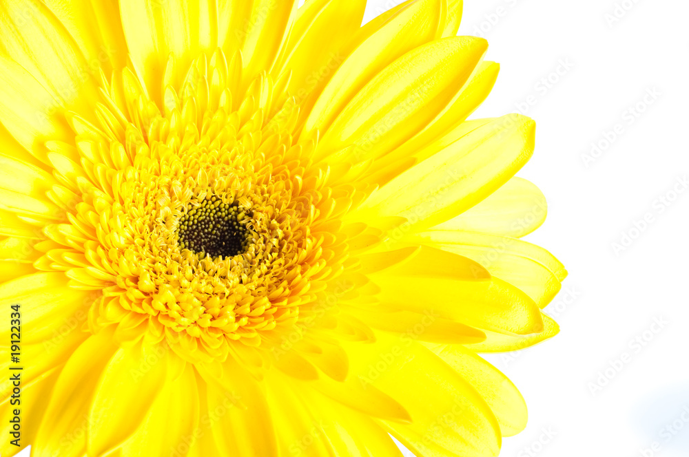 gerber flower gerber flower