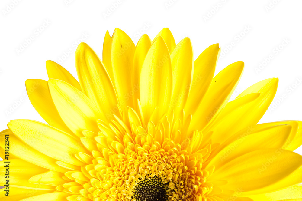 Fototapeta premium gerber flower