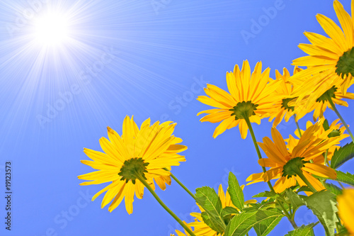 Flowers and sun