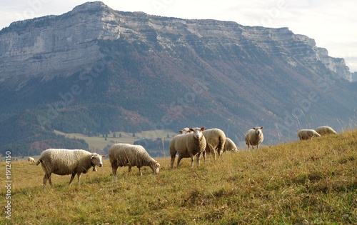 cheptel de moutons dans un pâturage