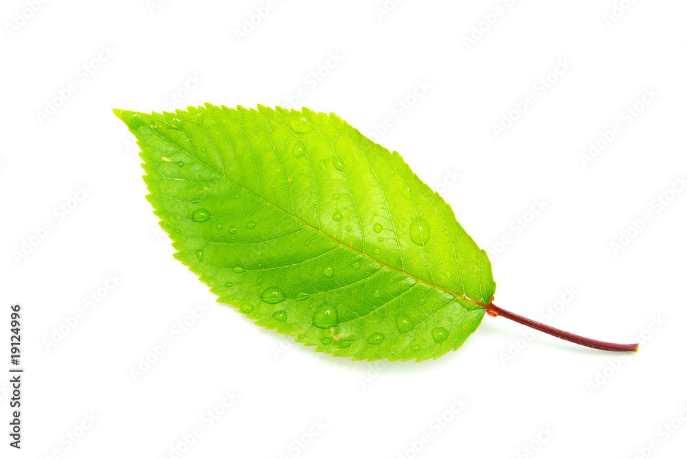 Fototapeta premium green leaf