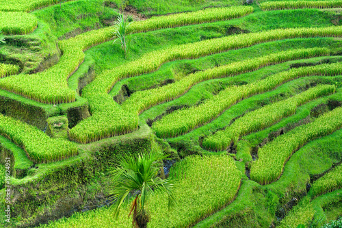 Amazing Rice Terrace field, Ubud, Bali,  Indonesia. #19124951