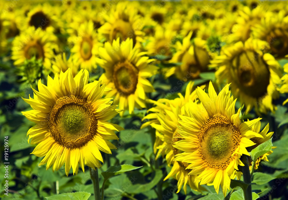 Sunflower Sunflower