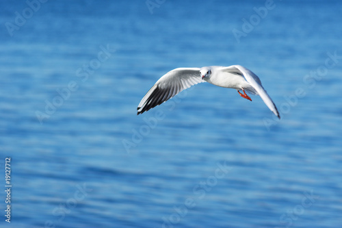 Gull and sea background