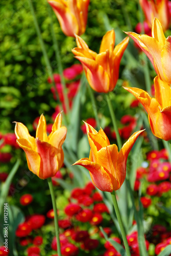 Orange tulips background