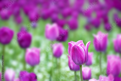 Purple tulips background