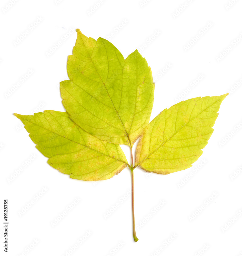 leaf autumn fall seasonal nature leaf autumn fall seasonal nature