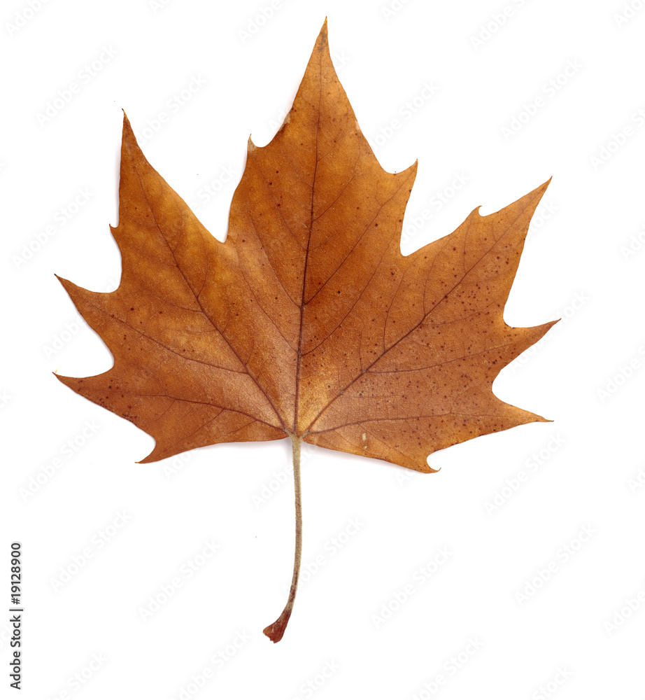 leaf autumn fall seasonal nature leaf autumn fall seasonal nature