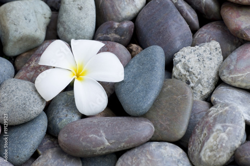 frangipani flower on a stack of rocks