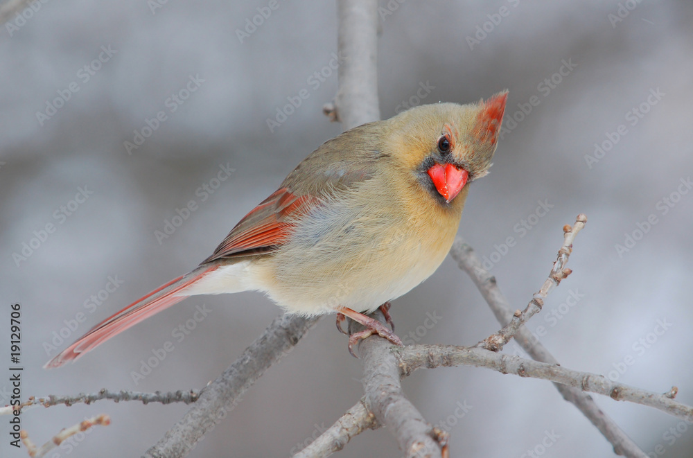 Naklejka premium Female Northern Cardinal