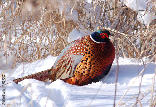 Ring-necked Pheasant photo