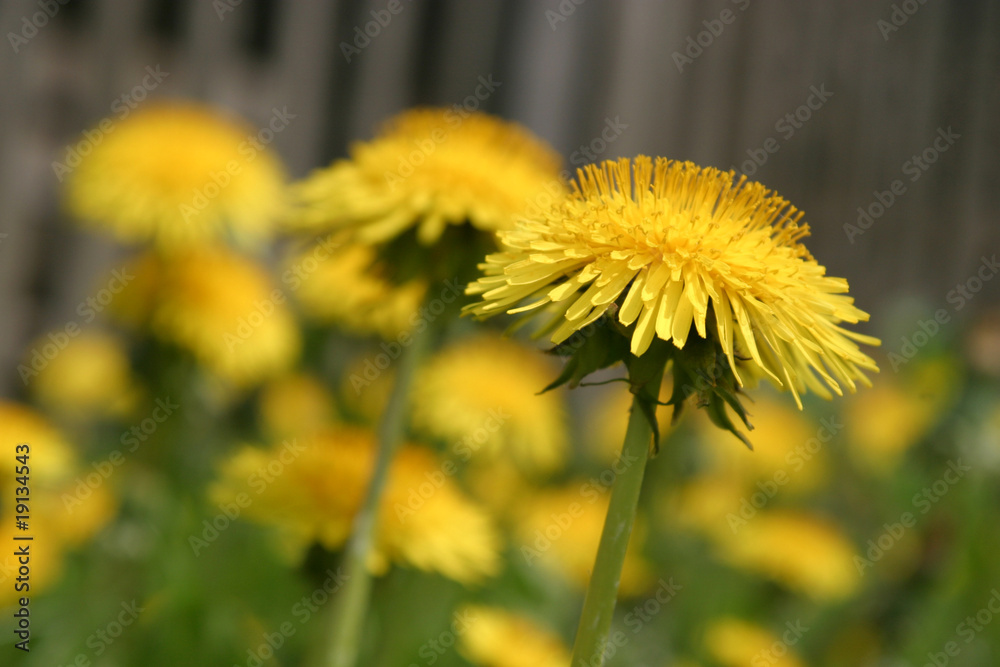 Naklejka premium Dandelions