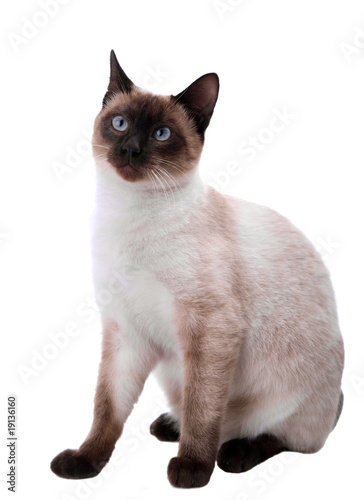 White cat