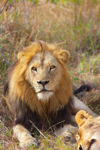 Lion and lioness  panthera leo 