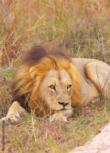 Lion  panthera leo  in savannah