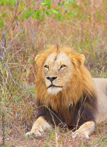 Fototapeta Naklejka Na Ścianę i Meble -  Lion (panthera leo) close-up
