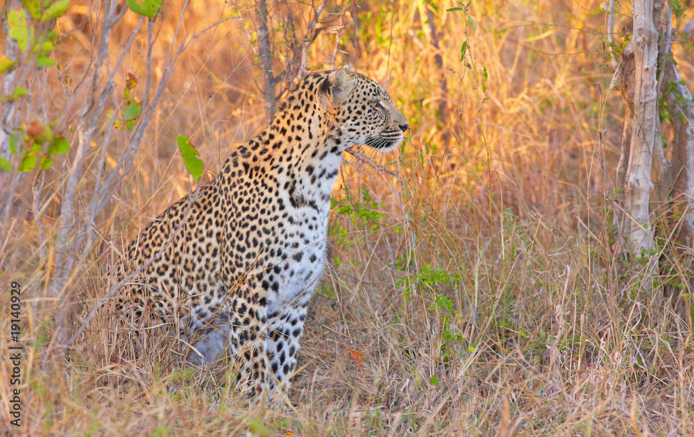 Obraz premium Leopard resting in savannah