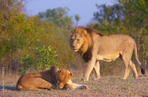 Fototapeta Naklejka Na Ścianę i Meble -  Lion (panthera leo) and lioness