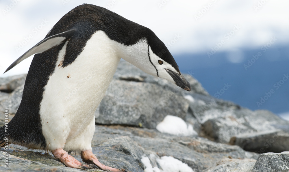 Obraz premium Bowing Chinstrap Penguin