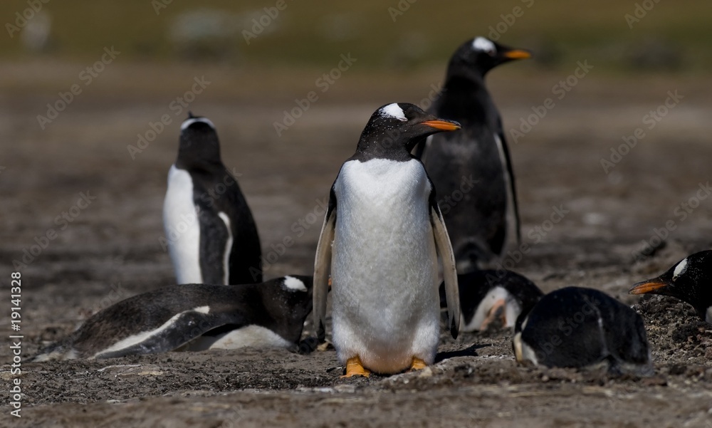 Naklejka premium Gentoo Penguins on Guard