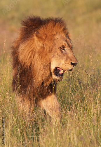 Fototapeta Naklejka Na Ścianę i Meble -  Lion (panthera leo) in savannah