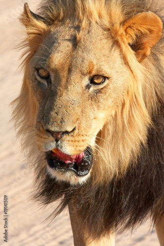 Lion  panthera leo  close-up