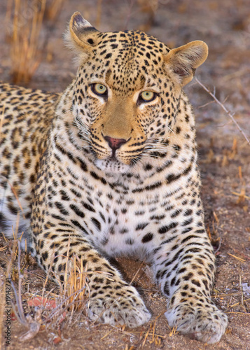 Leopard lying in savannah © Hedrus