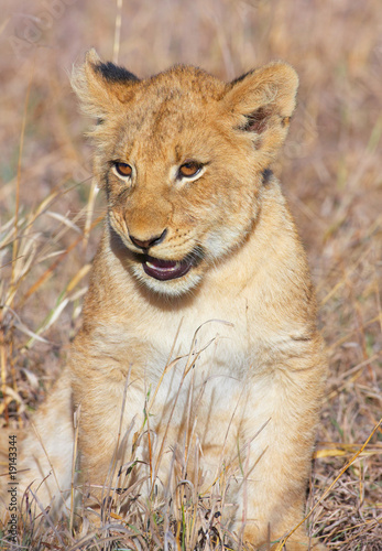Lion cub  panthera leo  close-up