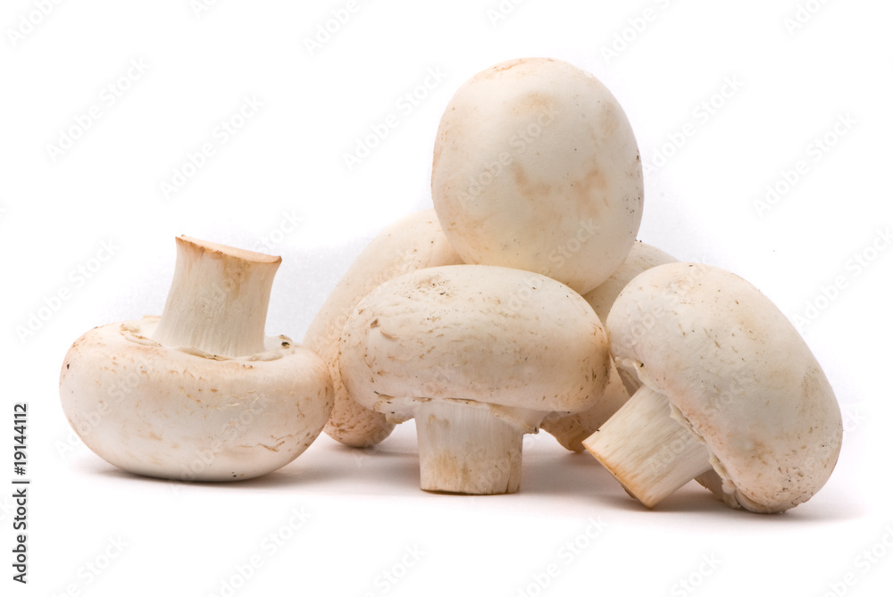Fresh mushrooms isolated on a white background Fresh mushrooms isolated on a white background