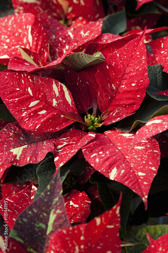 Fototapeta Naklejka Na Ścianę i Meble -  Poinsettia