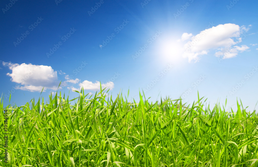 beautiful green grass under blue sky with sun beautiful green grass under blue sky with sun