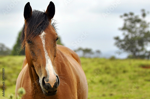A Closeup of a Brown Horse