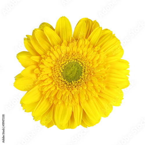 Closeup of yellow Gerbera flower on white background