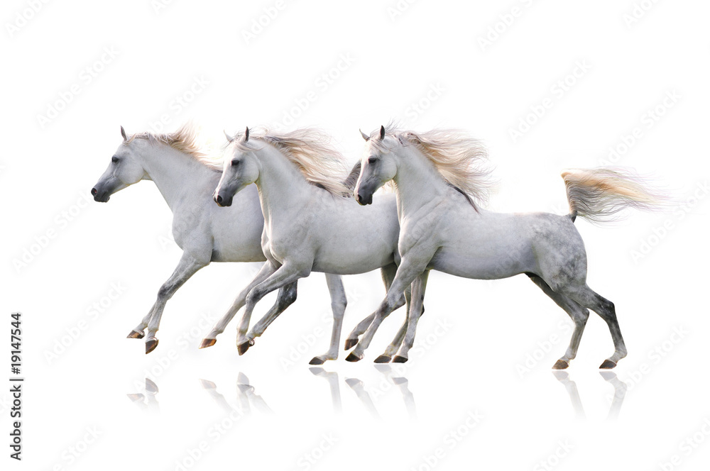 three white arab horses on white