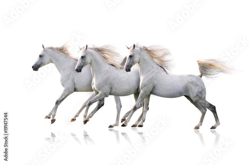 three white arab horses on white © Olga Itina