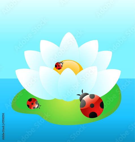 beautiful white water-lily with funny ladybird